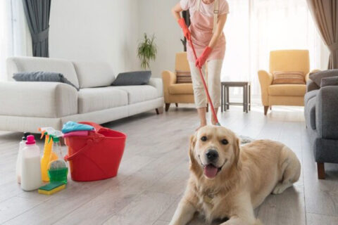 Owner cleaning carpet and a smiling dog